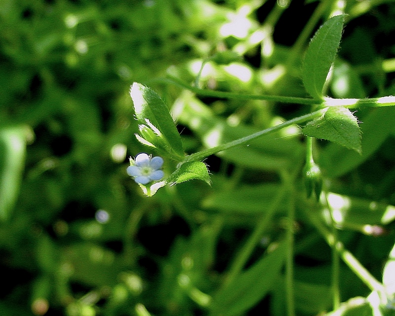 Image of Myosotis sparsiflora specimen.