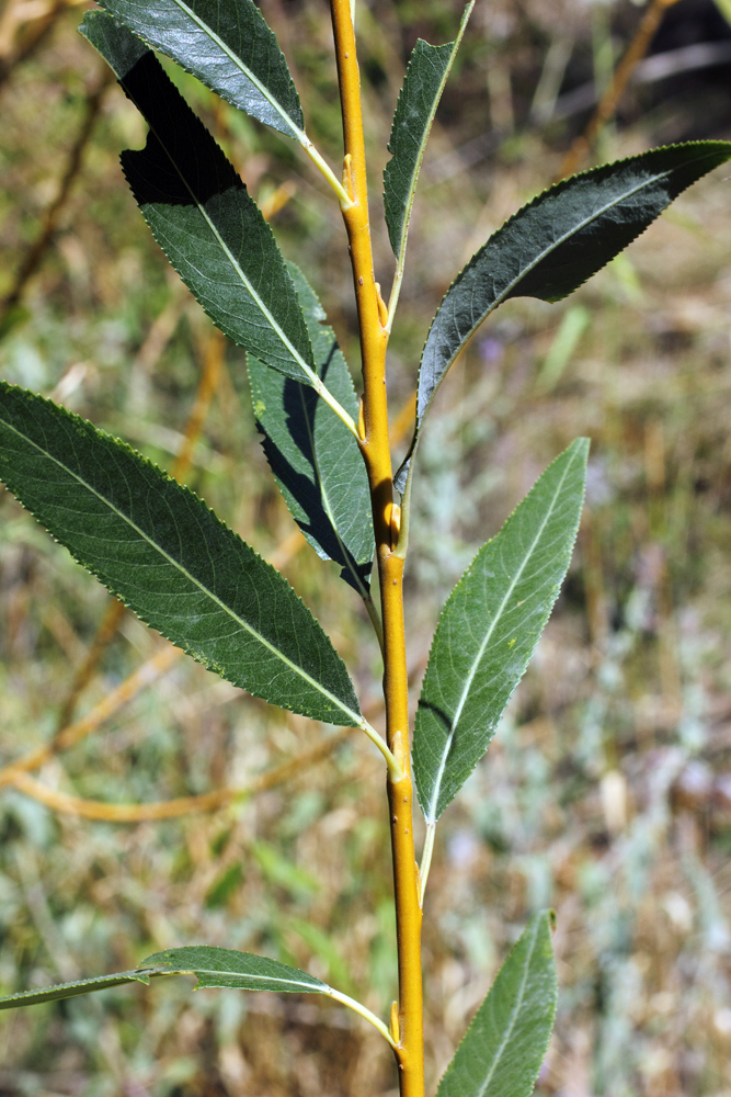 Image of Salix excelsa specimen.