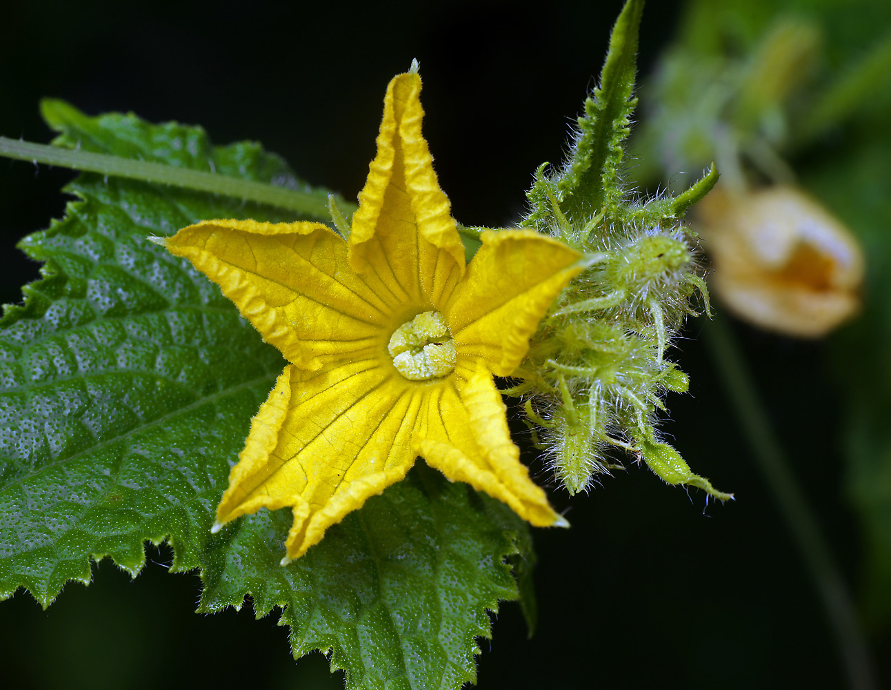 Image of Cucumis sativus specimen.