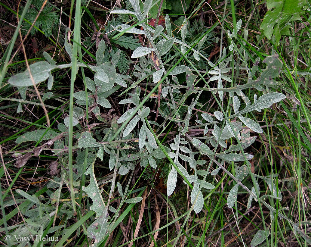 Изображение особи Centaurea stoebe.