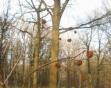 Cephalanthus occidentalis. Побеги с вызревшими соплодиями. Москва, ГБС РАН. 02.11.2013.