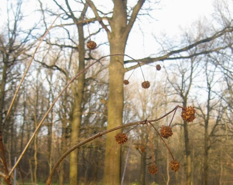 Изображение особи Cephalanthus occidentalis.