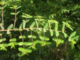 Euphorbia nutans