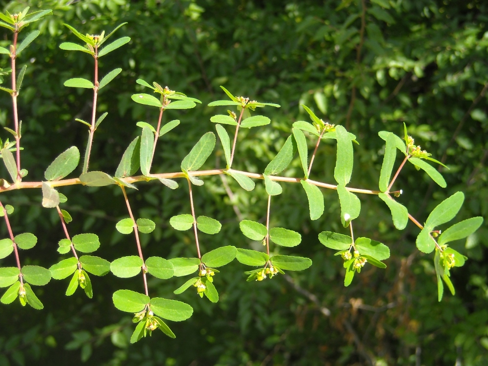 Изображение особи Euphorbia nutans.