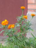 Tagetes erecta