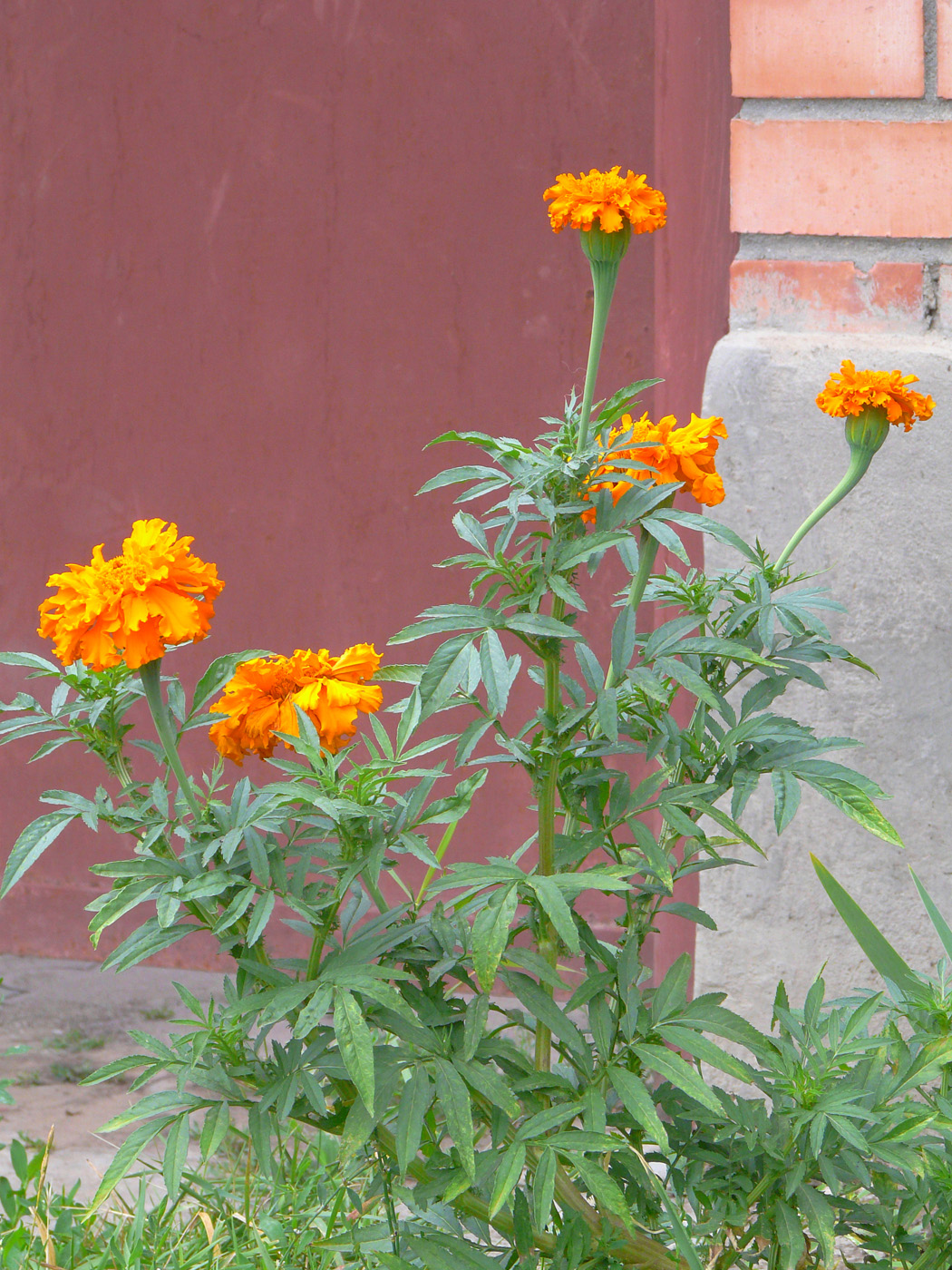 Изображение особи Tagetes erecta.