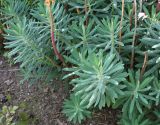 Euphorbia characias ssp. wulfenii