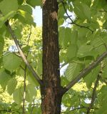 Davidia involucrata var. vilmoriniana