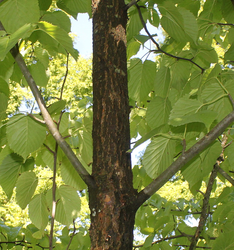 Image of Davidia involucrata var. vilmoriniana specimen.