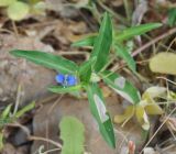 Commelina forskaolii. Верхушка цветущего растения. Сокотра, плато Моми, окр. пещеры Хок. 02.01.2014.