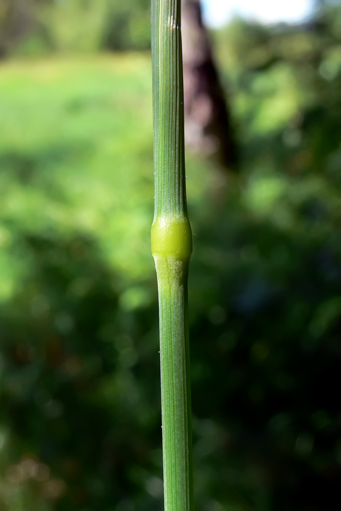 Изображение особи Phleum pratense.