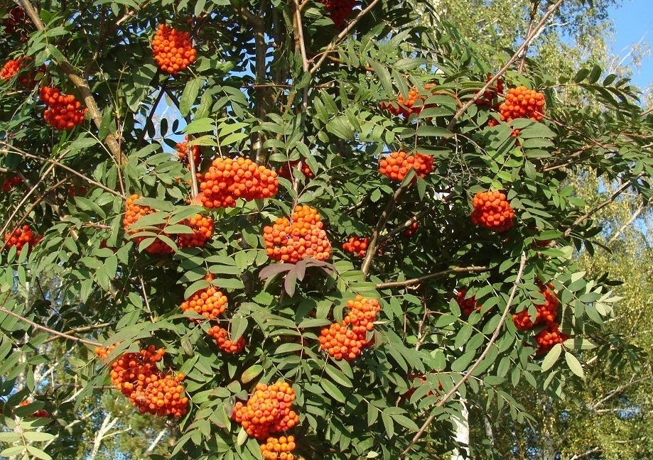 Image of Sorbus sibirica specimen.