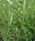 Alyssum gmelinii