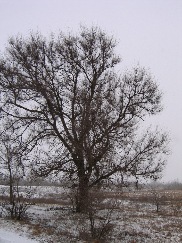 Image of Ulmus pumila specimen.