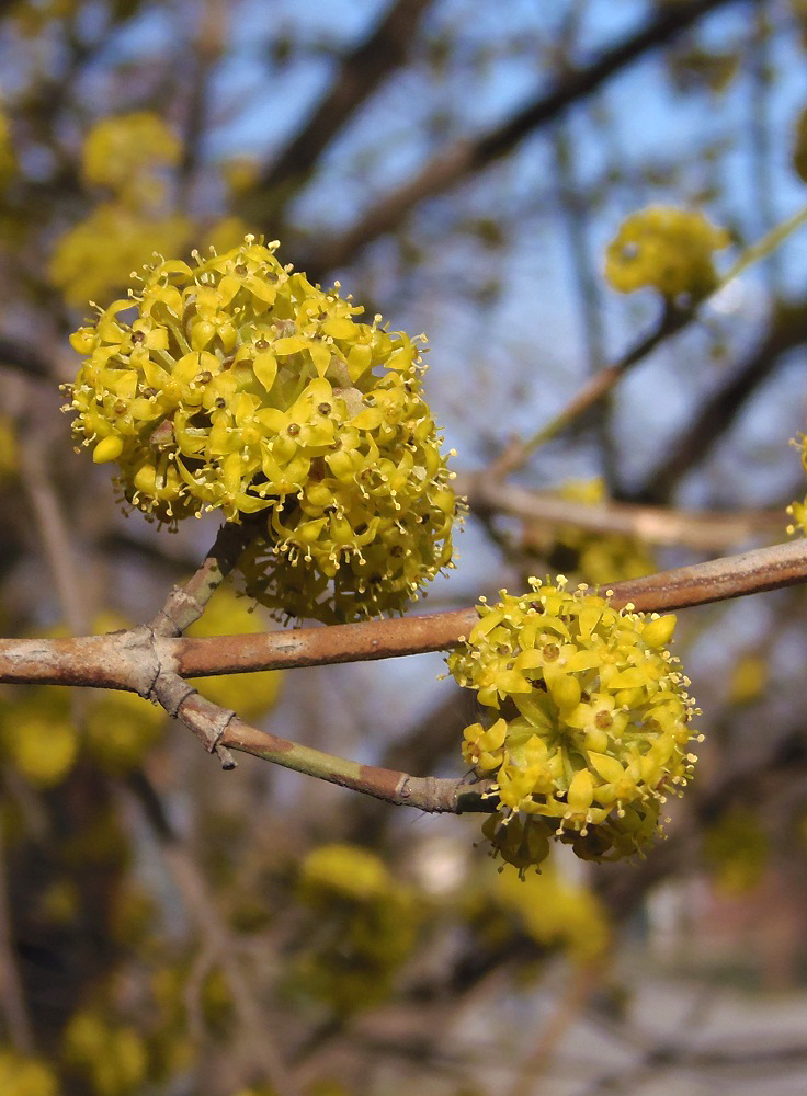 Изображение особи Cornus mas.