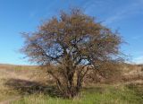 род Crataegus. Начинающее вегетировать растение. Украина, г. Запорожье, центральная часть о-ва Хортица. 05.04.2014.