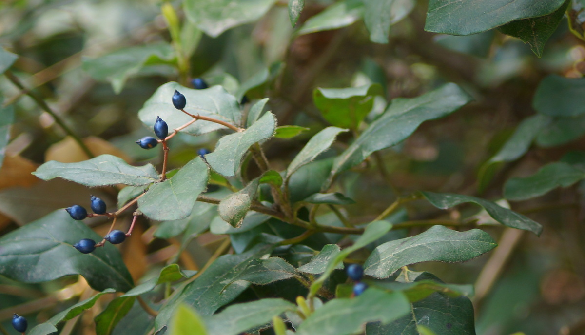 Изображение особи Viburnum tinus.