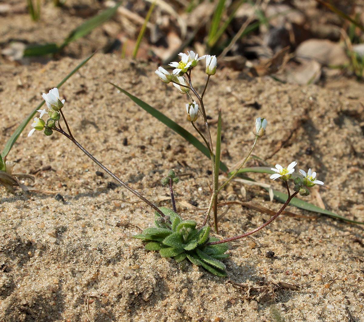 Изображение особи Erophila verna.