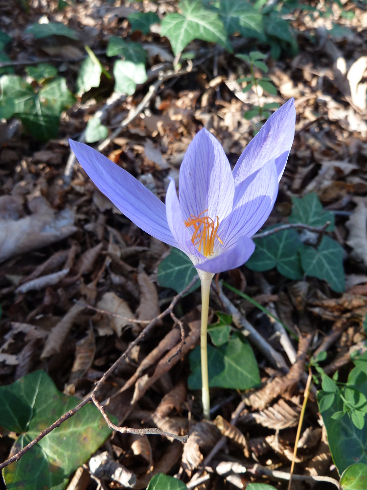 Изображение особи Crocus speciosus.
