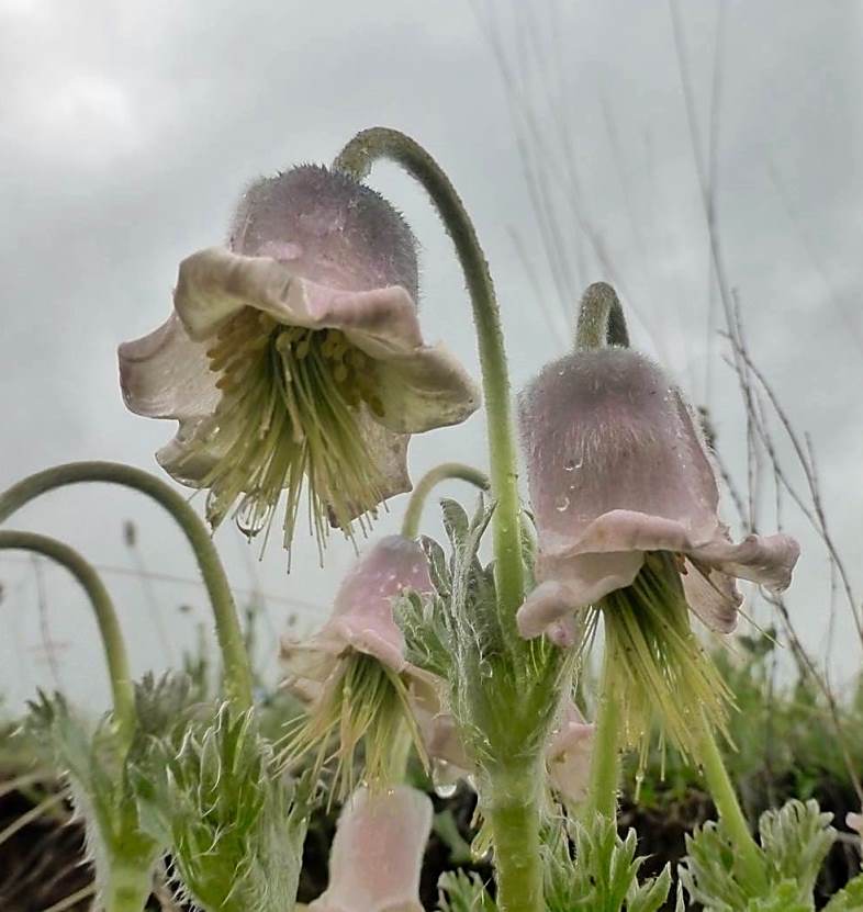 Изображение особи Pulsatilla armena.