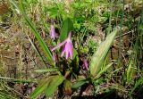 Erythronium sibiricum. Цветущее растение. Санкт-Петербург, Ботанический сад БИН РАН, Сад непрерывного цветения (Северный двор). 03.05.2014.