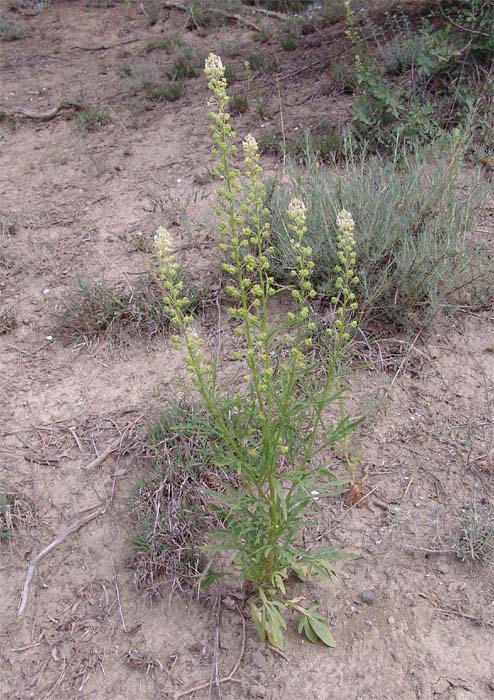 Image of Reseda globulosa specimen.