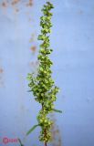 Rumex stenophyllus