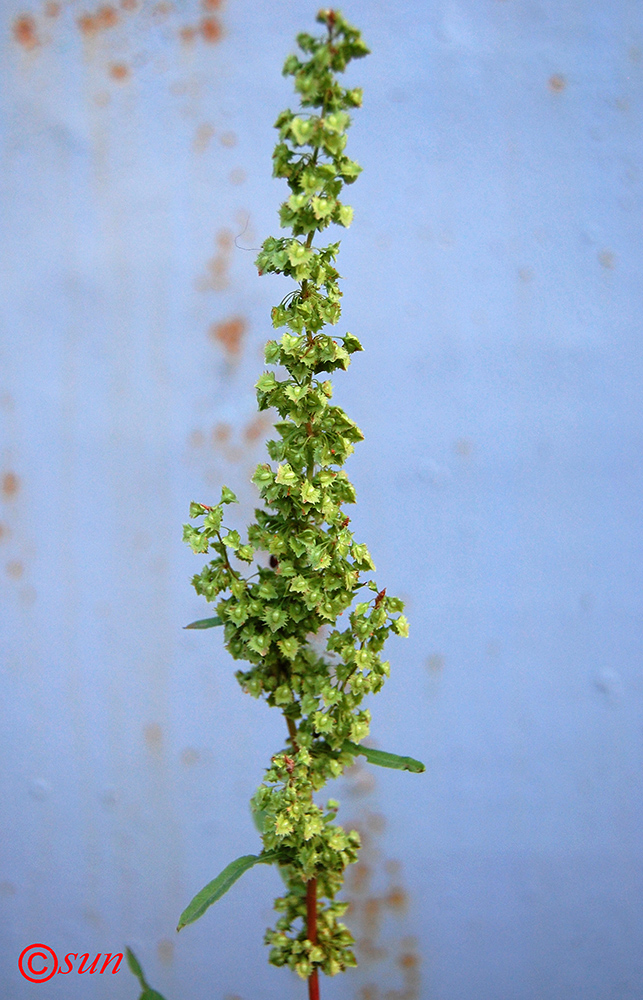 Image of Rumex stenophyllus specimen.