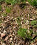 Pulsatilla orientali-sibirica