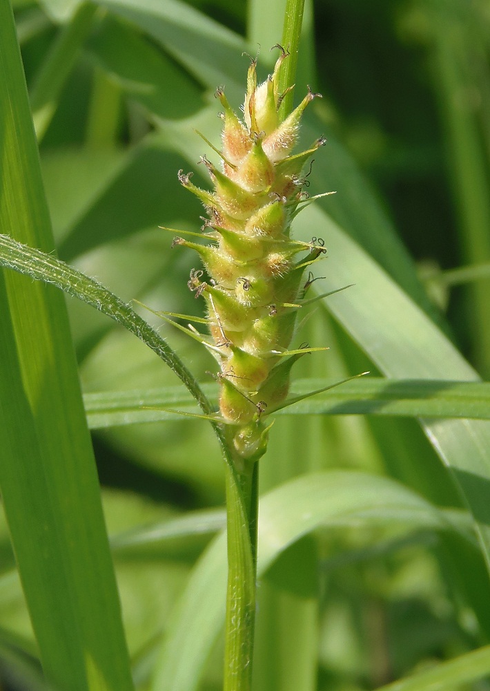 Изображение особи Carex hirta.