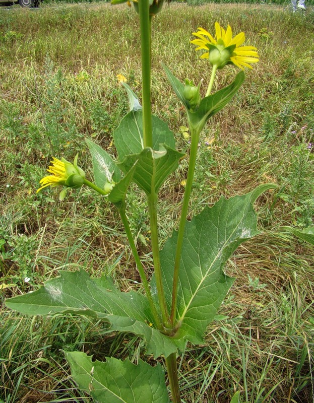 Изображение особи Silphium perfoliatum.