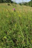 genus Carduus. Цветущее растение. Крым, гора Чатырдаг, южный склон, лугово-степная поляна. 15 июля 2014 г.