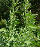 Chenopodium