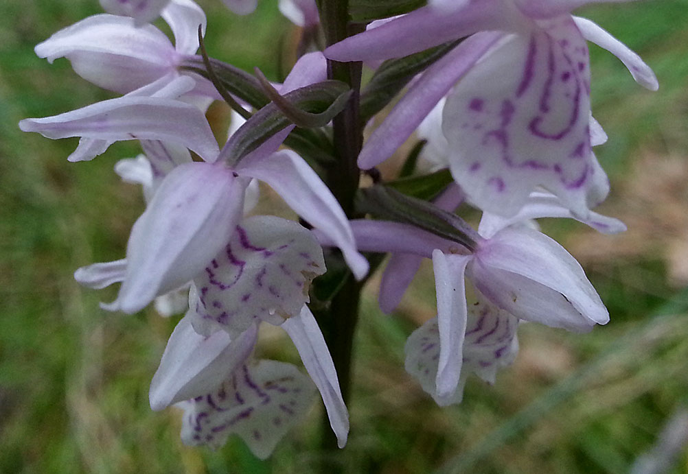 Изображение особи Dactylorhiza maculata.