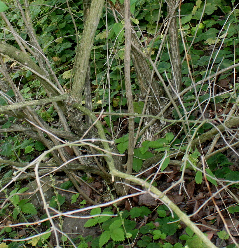 Image of genus Lonicera specimen.