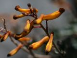 Corydalis paniculigera