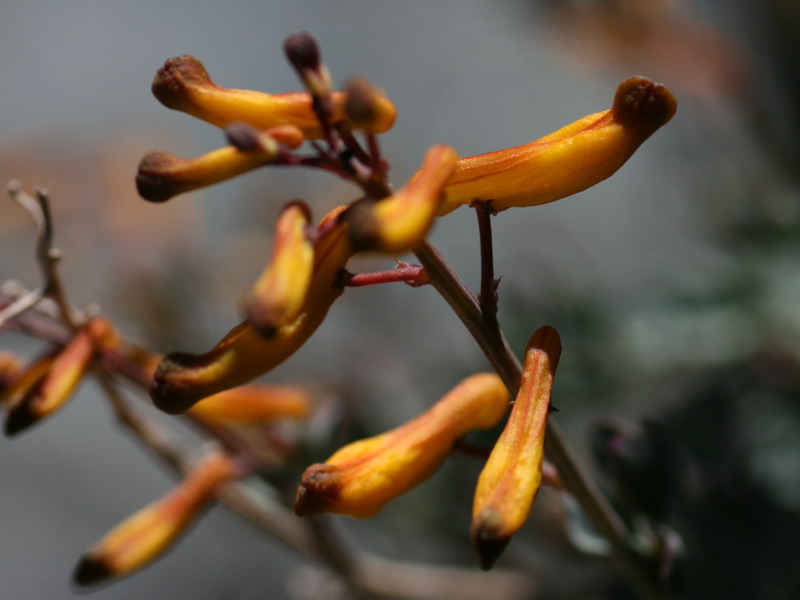 Изображение особи Corydalis paniculigera.