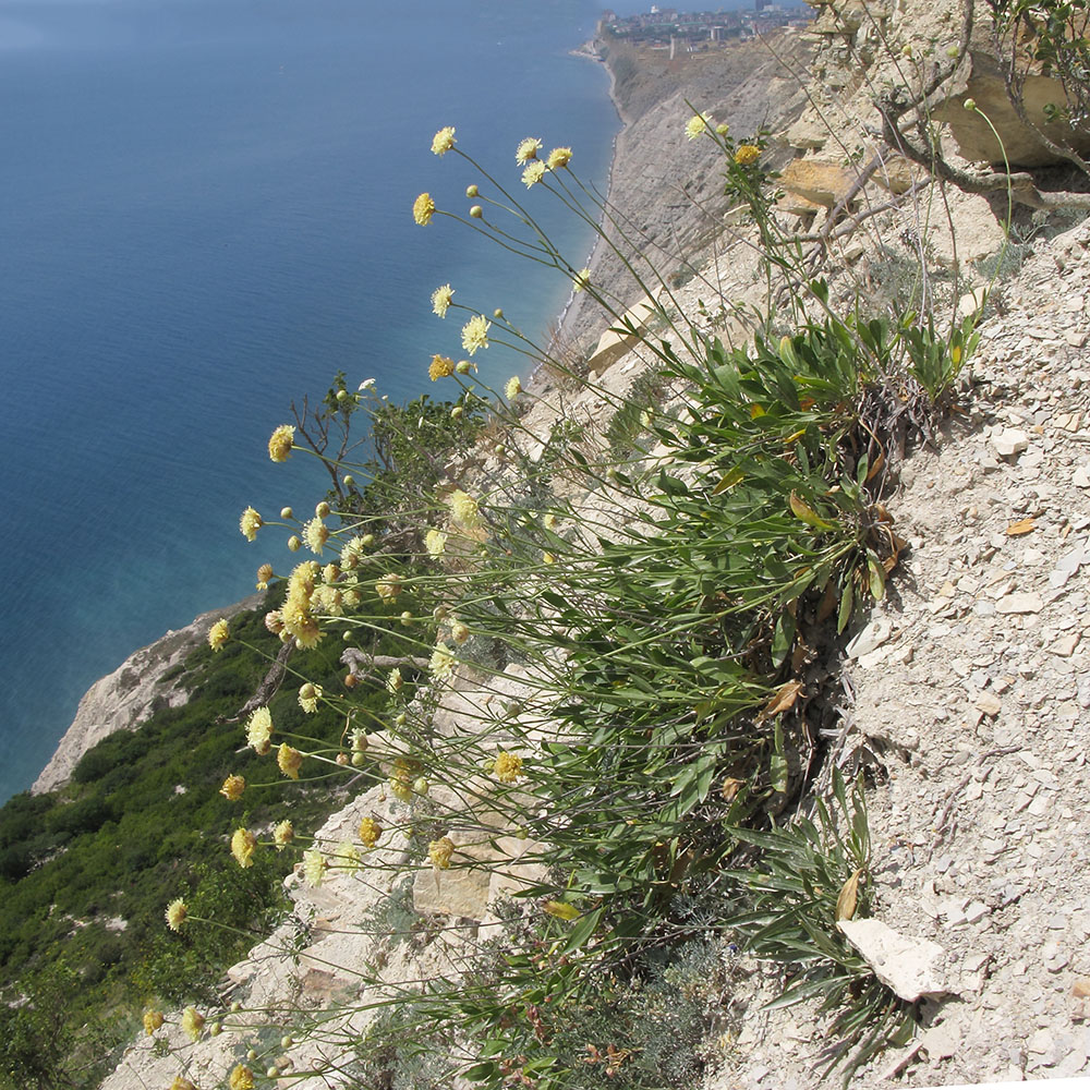 Изображение особи Cephalaria coriacea.