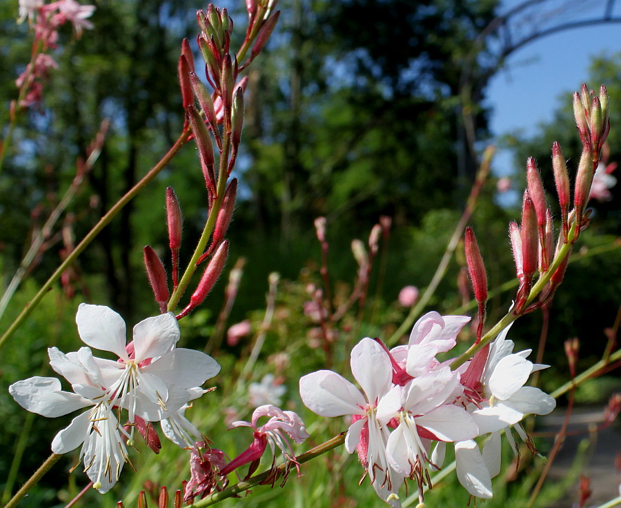 Image of Gaura lindheimeri specimen.