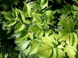 Cimicifuga simplex. Листья. Германия, г. Дюссельдорф, Ботанический сад университета. 03.07.2014.