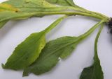 Solidago virgaurea ssp. caucasica