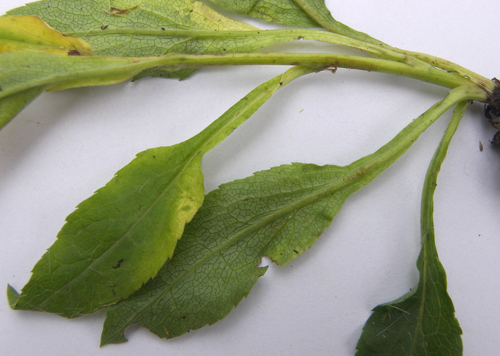 Image of Solidago virgaurea ssp. caucasica specimen.