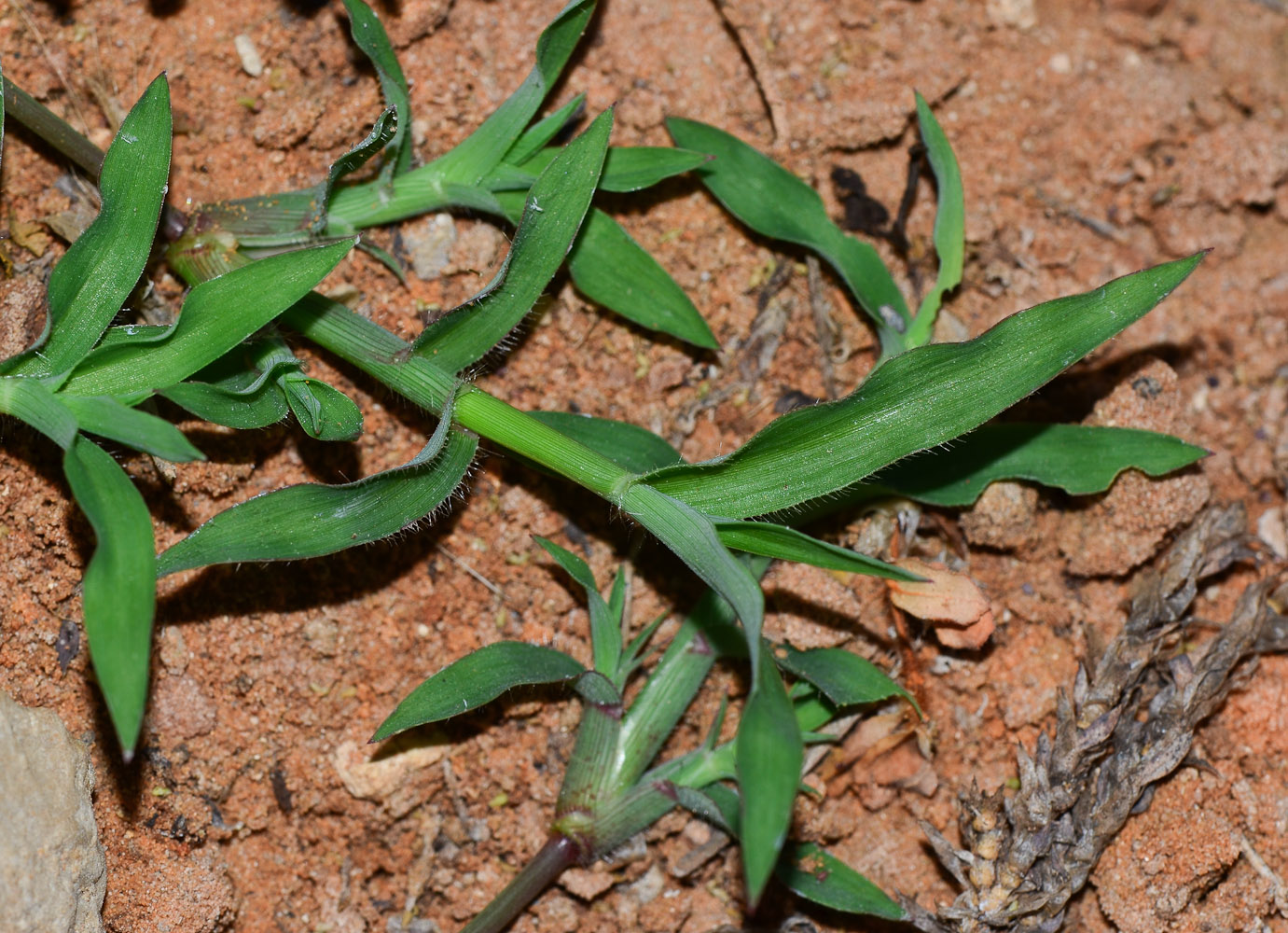 Изображение особи Dactyloctenium aegyptium.