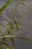 Persicaria hydropiper