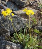 Patrinia sibirica