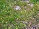 Rhinanthus groenlandicus