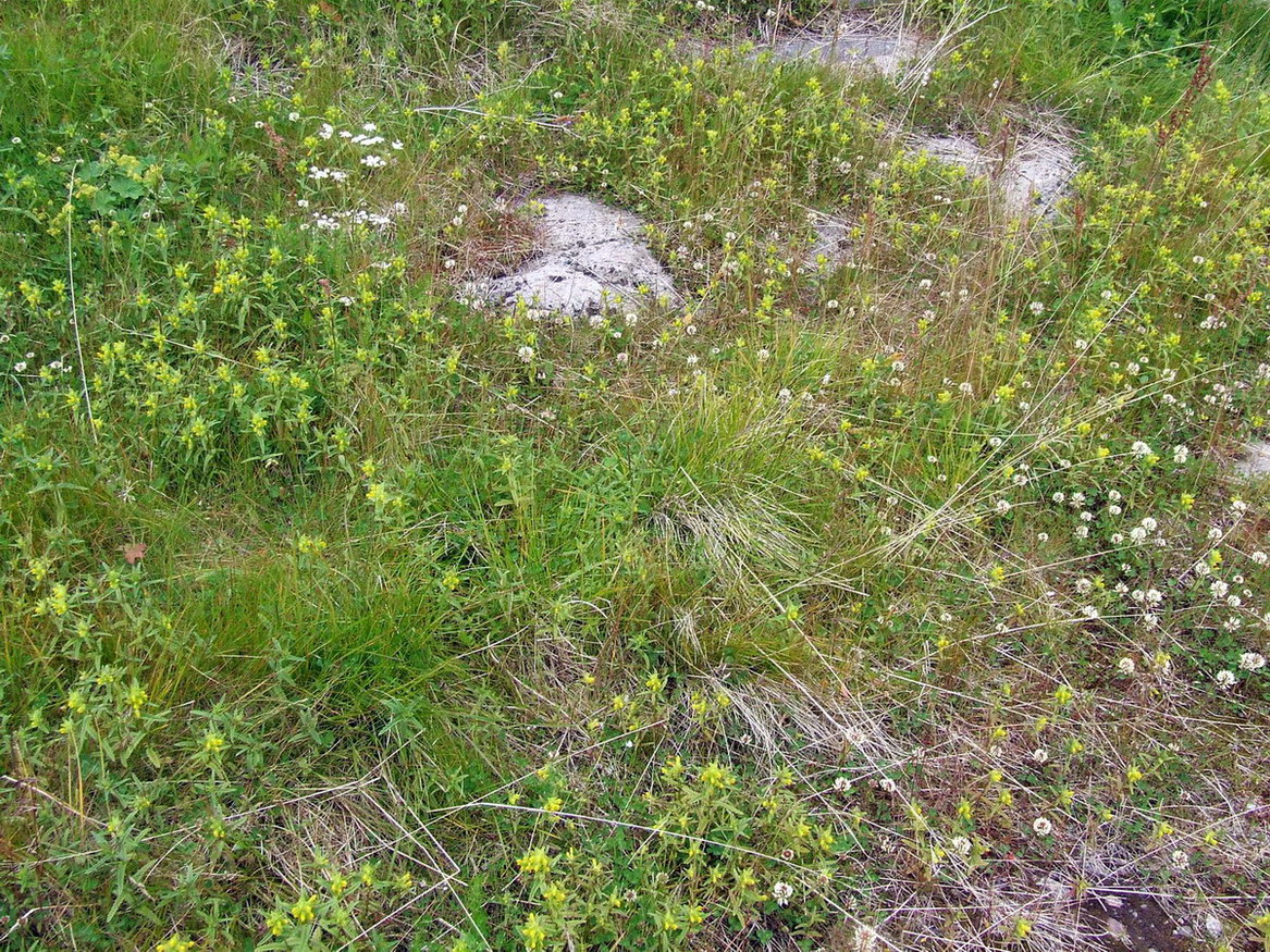 Изображение особи Rhinanthus groenlandicus.