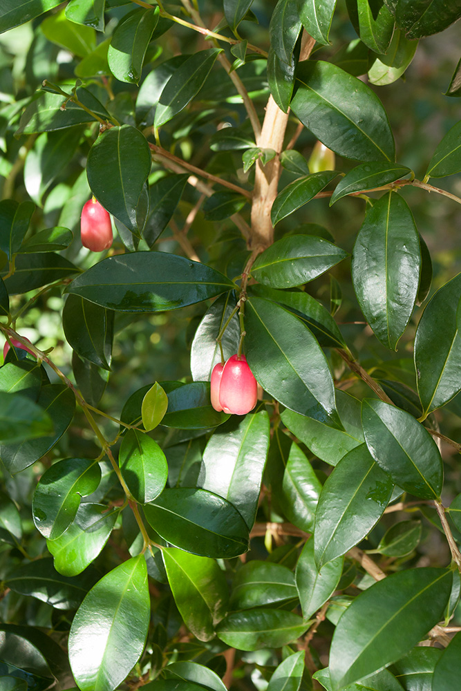 Изображение особи Syzygium cumini.