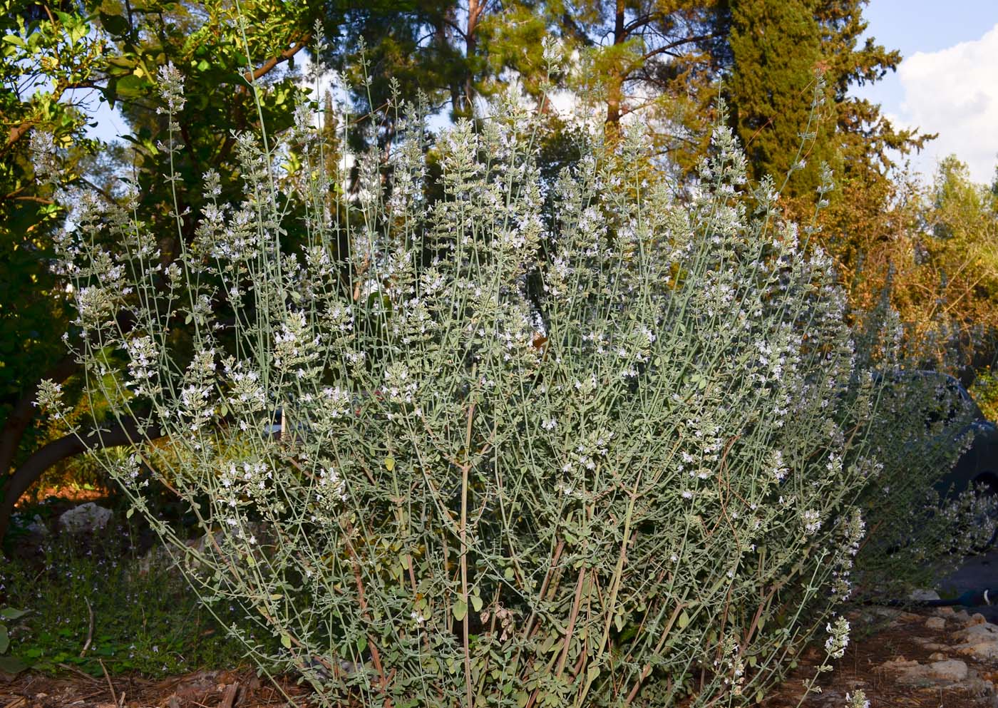 Image of Micromeria fruticosa specimen.