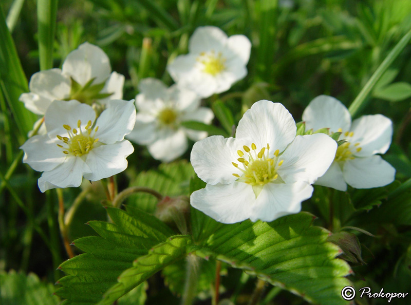 Изображение особи Fragaria campestris.